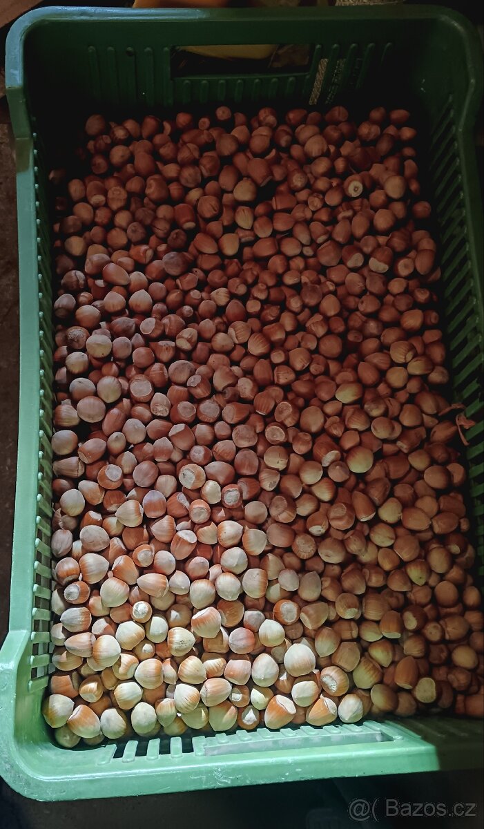 Lískové ořechy Zlín