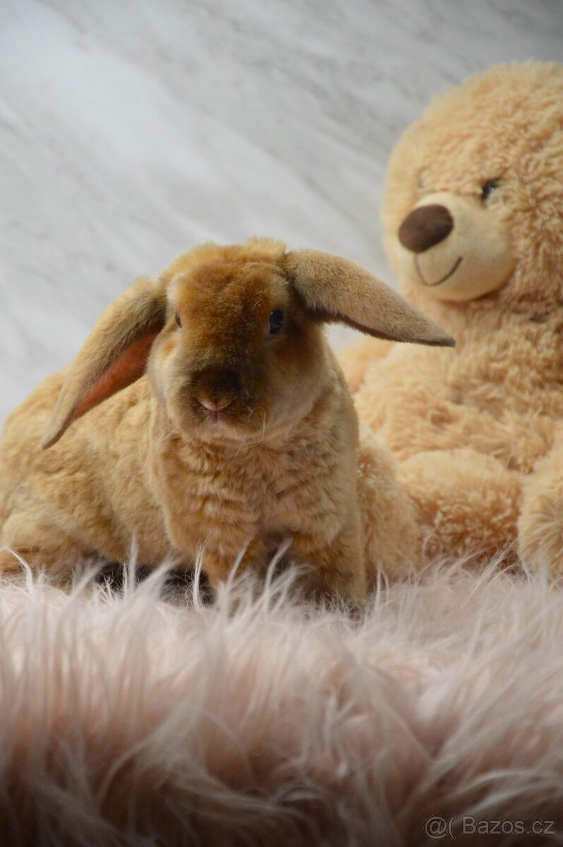 Zakrslý králíček beránek - satén rex
