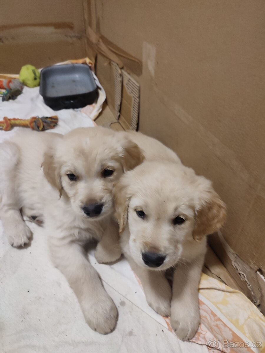 Zlatý retrívr štěňátka