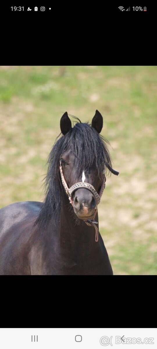 Připouštění, hřebec Welsh Pony,sekce B