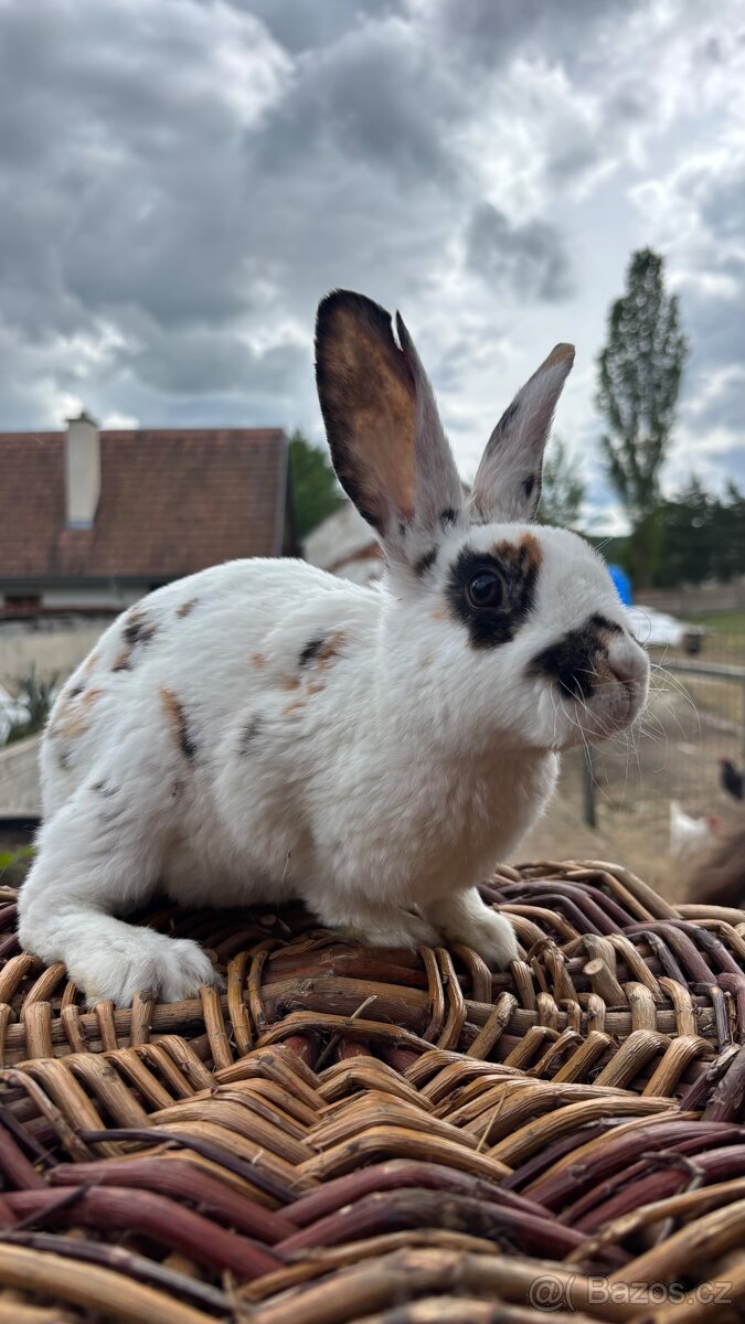 Dalmatinský Rex