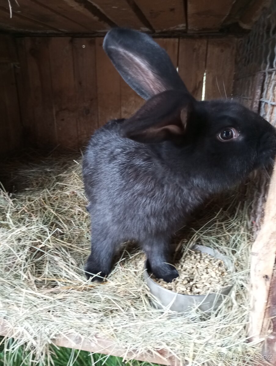 Mladí Králíci k chovu,na výkrm NOS,Bu, Činčila veliká