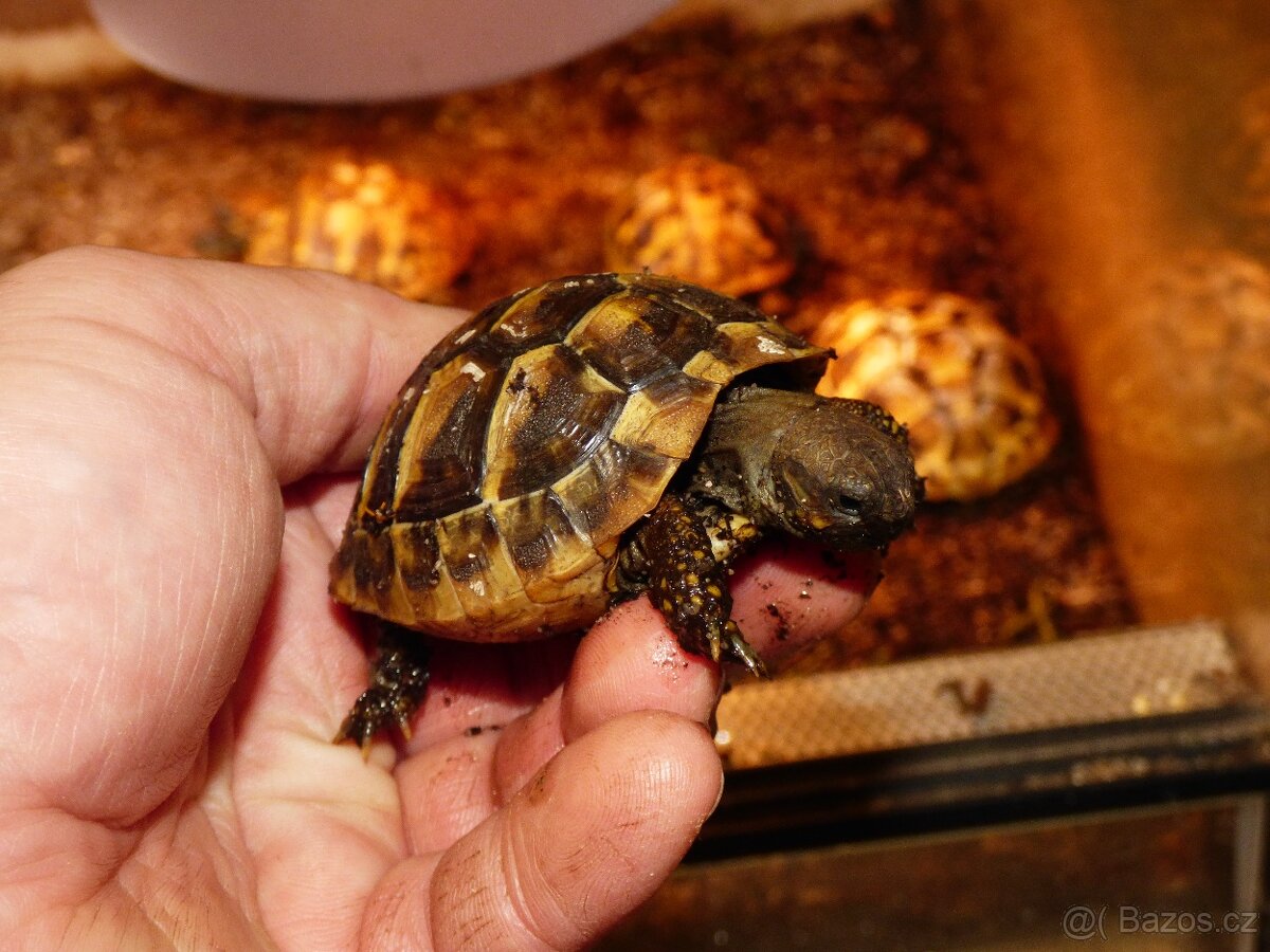 Želva zelenavá (Testudo hermanni)