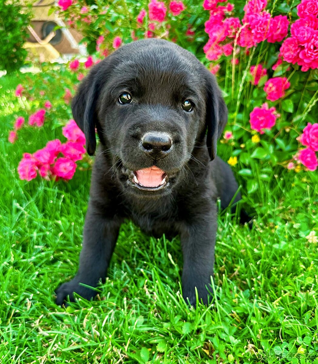 Labradorský Retriever s PP