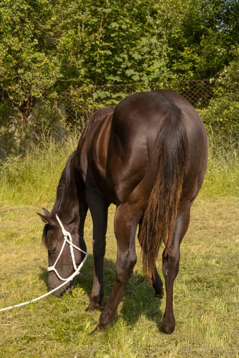 Quarter horse hřebec