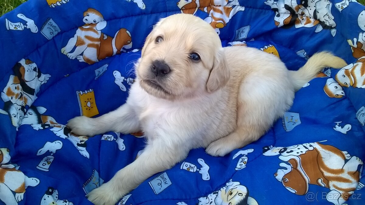 Zlatý retriever štěňata