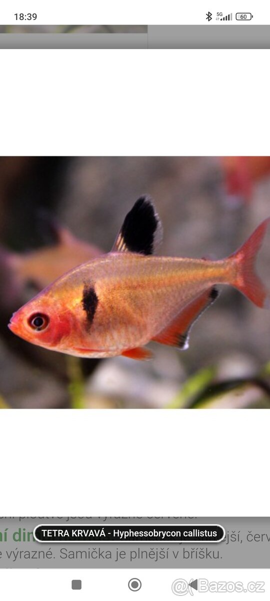 Tetra krvavá