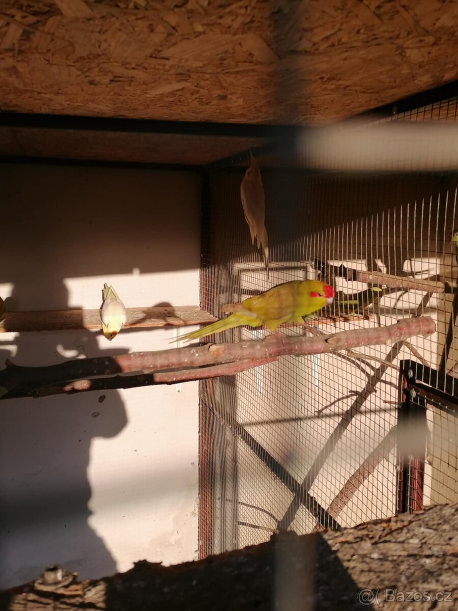 Kakariky