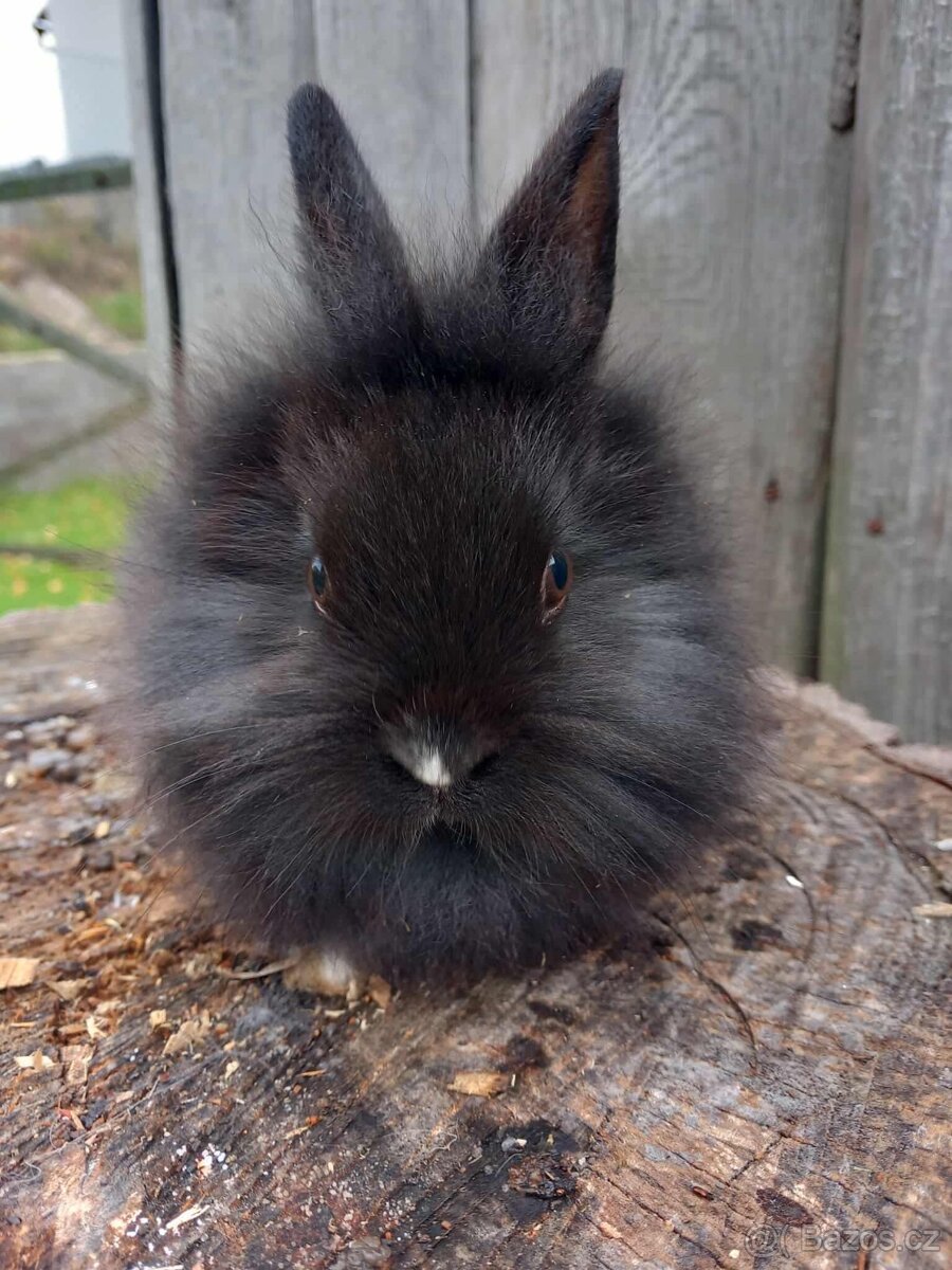 Mlaďátka - Lví Hlavička