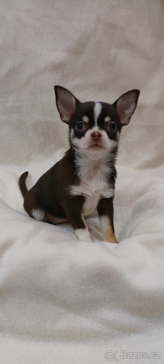 Čivava krátkosrstá