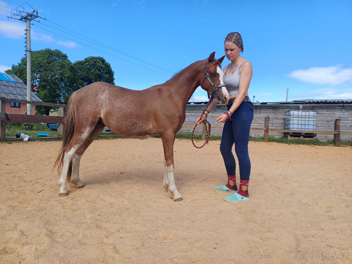 Prodám hrebečka WPB