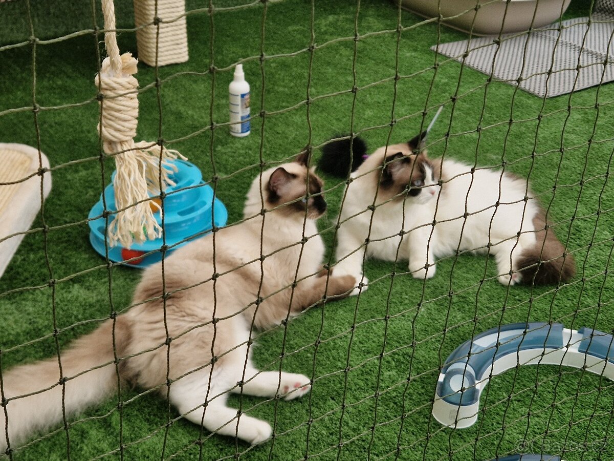 Kočičí stromy, kočičí voliéry a předokenní kočičí voliéry