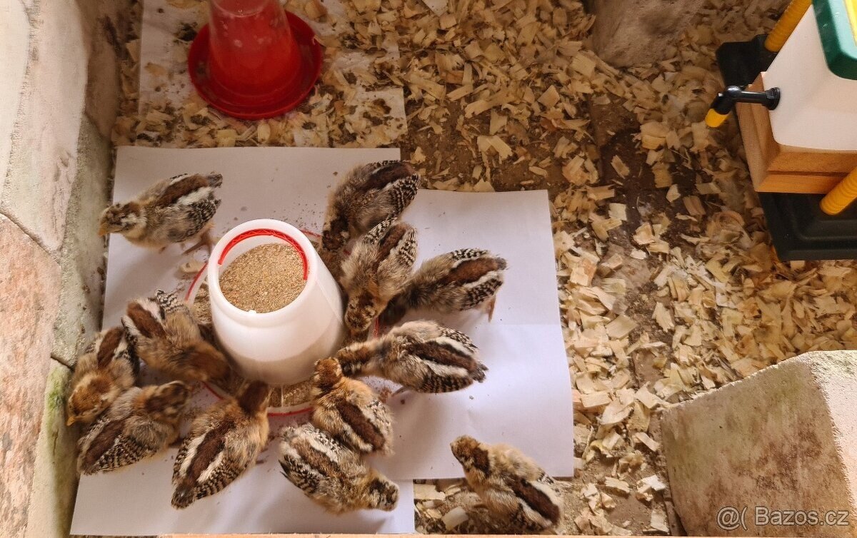 Kuřátka české zlaté kropenky