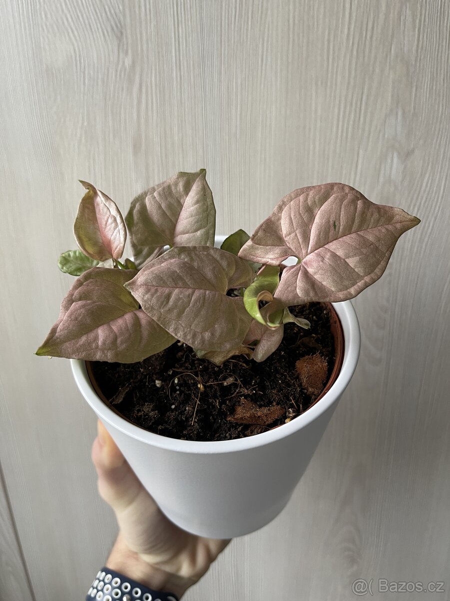 Syngonium Pink - nenáročná pokojovka