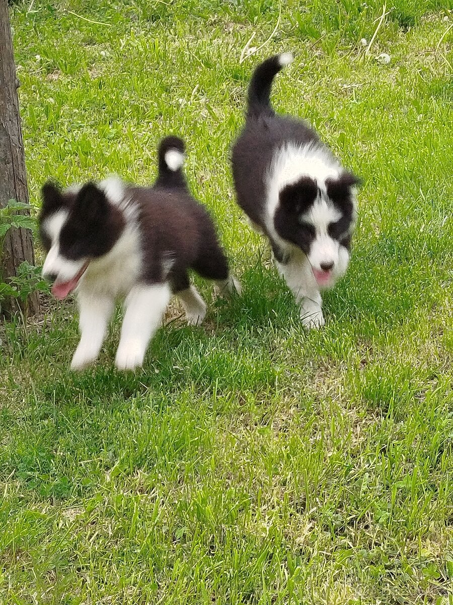 Border kolie
