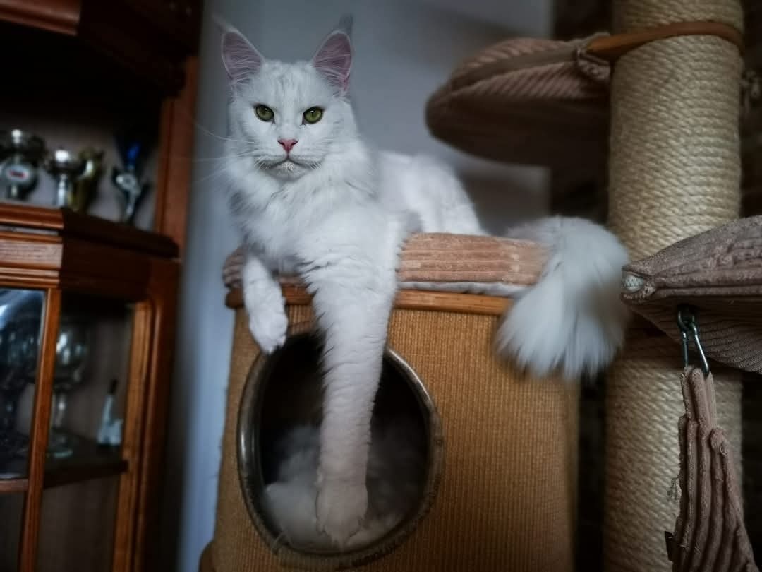 Mainská mývalí kočka - kočička k adopci