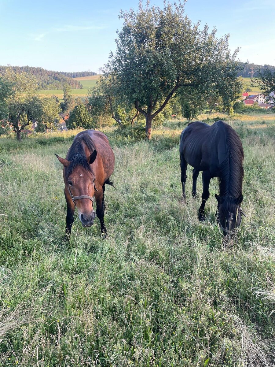 Nabízím pronájem dvou koní – Nový Knín/Starý Knín