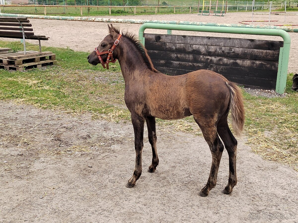 Roční hřebeček Welsh pony, sekce B k prodeji
