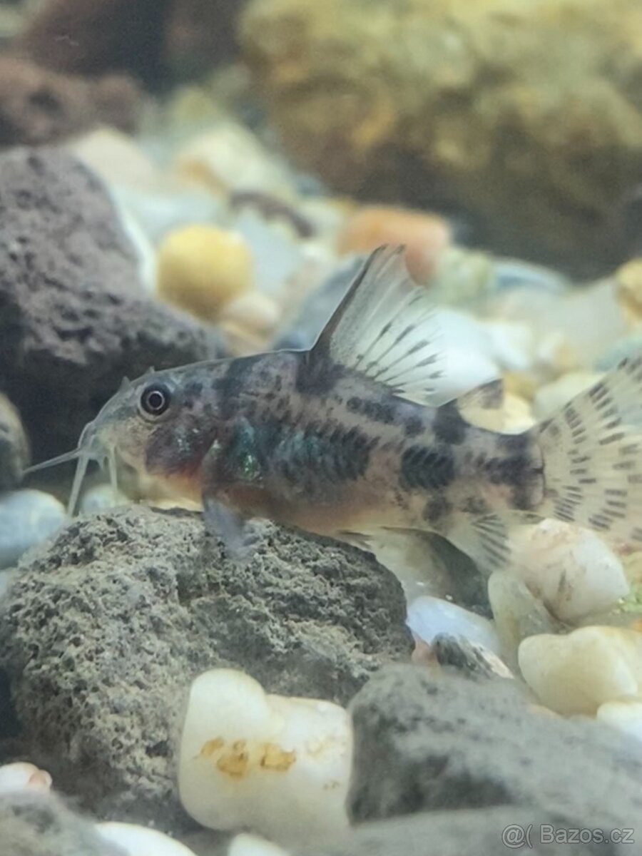 Pancéřníček skvrnitý