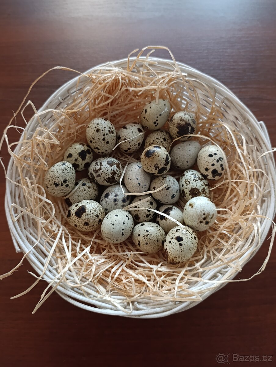 Křepelčí vajíčka