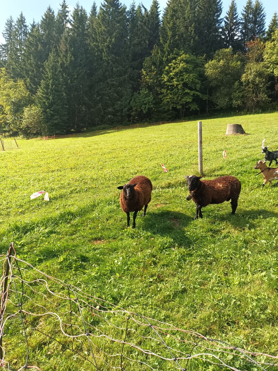 Ovce- beran