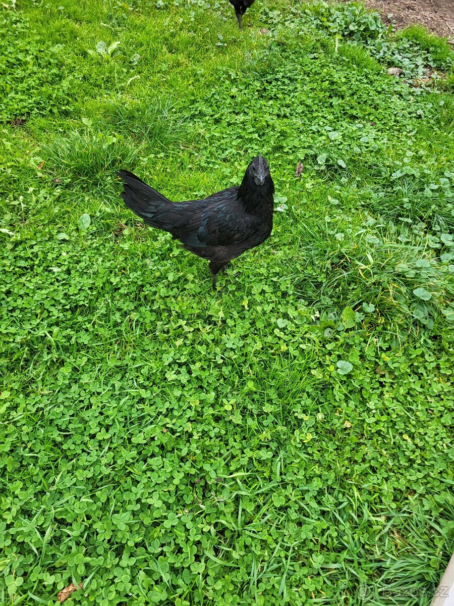Kohouti ayam cemani