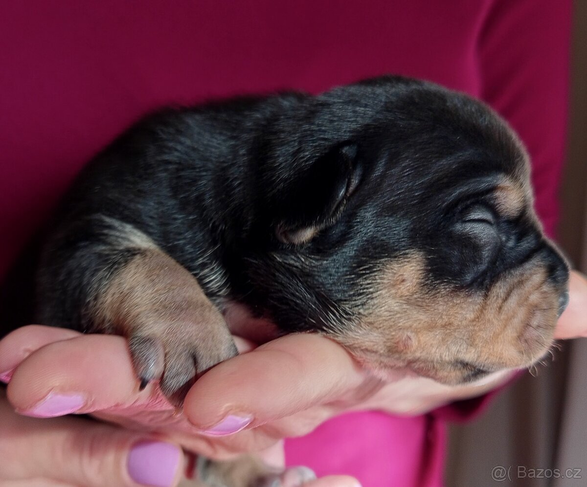Štěňátka American bully pocket s PP