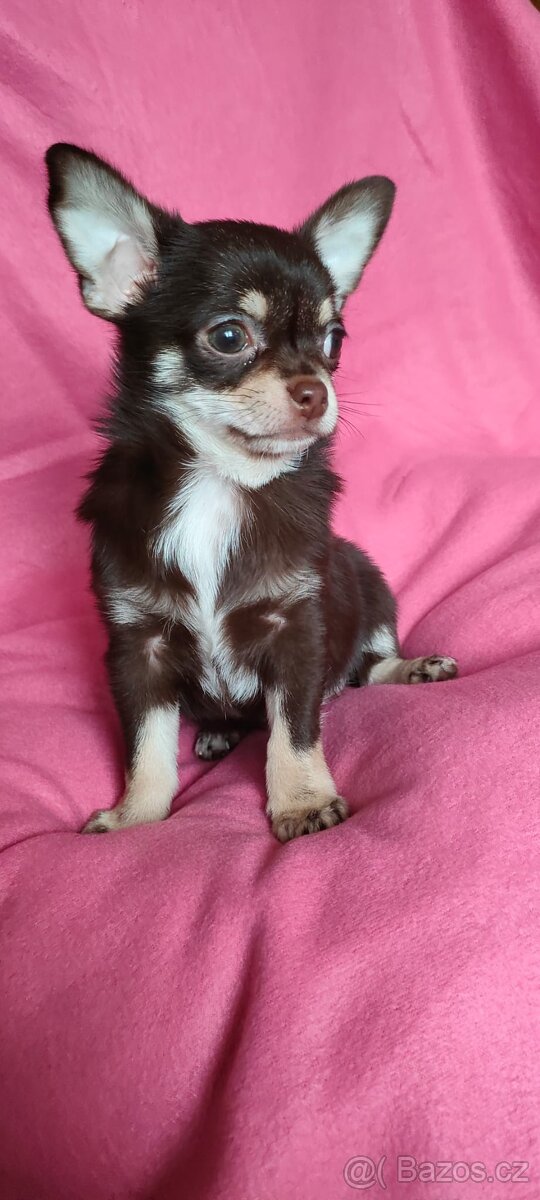 Čivava krátkosrstá