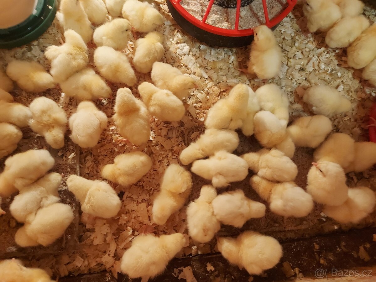 Brojlerová kuřata, brojleři, kuřátka