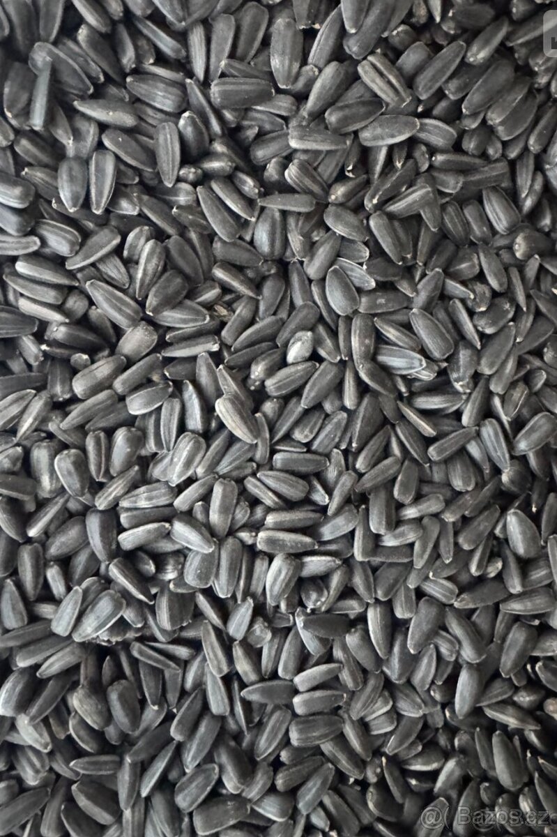 Slunečnice černá čištěna