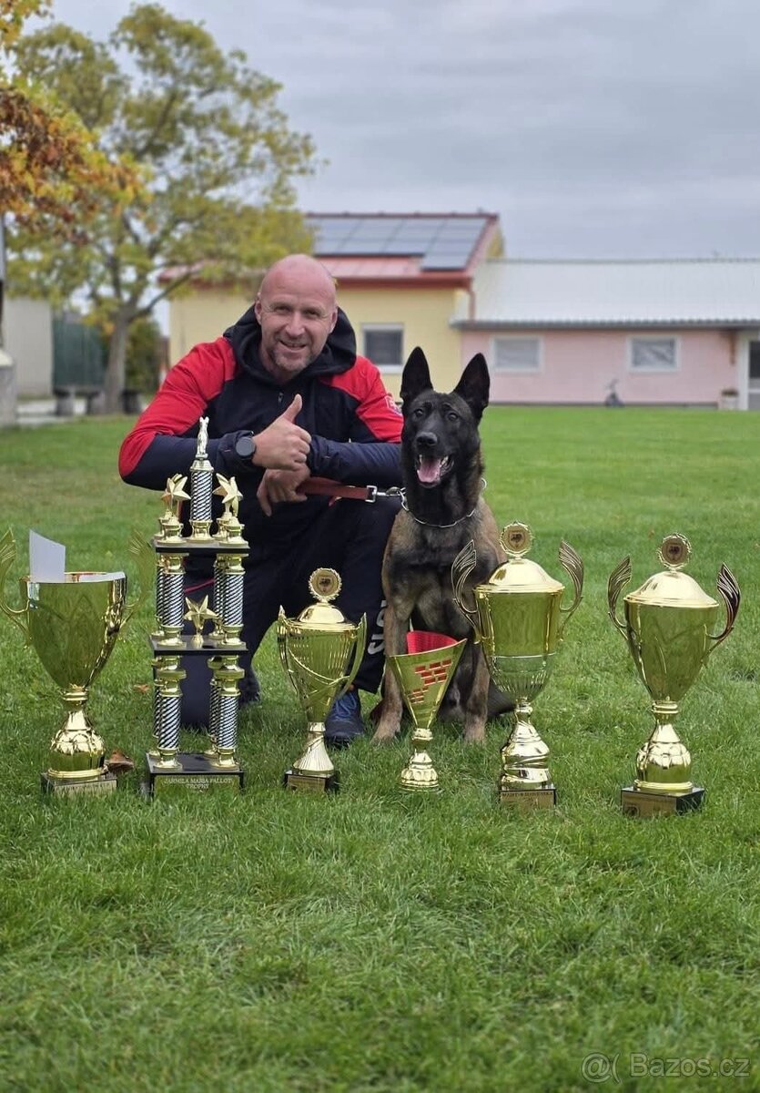 Belgický ovčák malinois