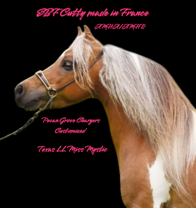 Připouštění American miniature horse