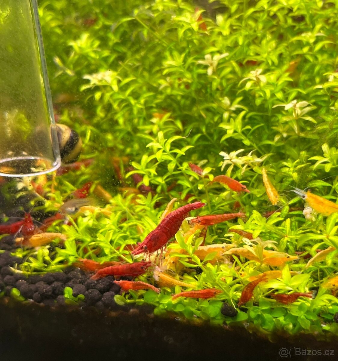 Akvarijní krevetky