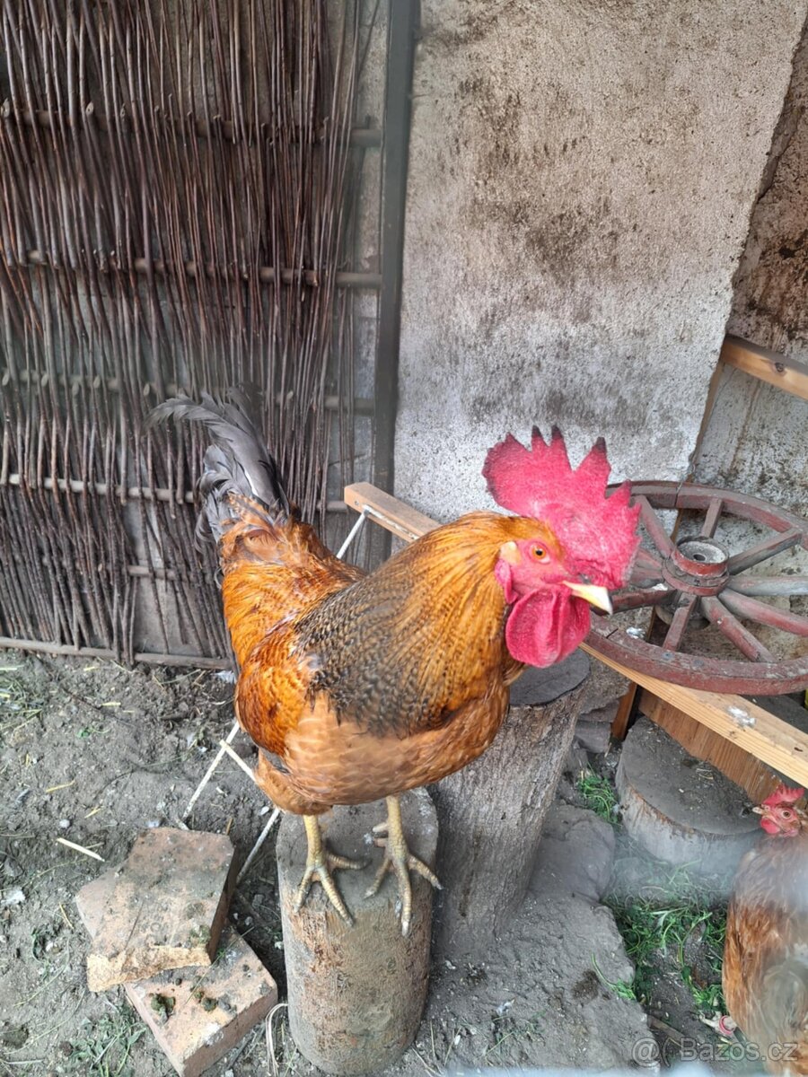 Prodám nebo vyměním ročního kohouta