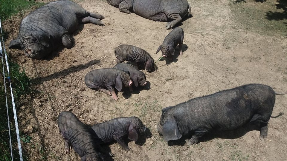 Přikuklená klapouchá prasata