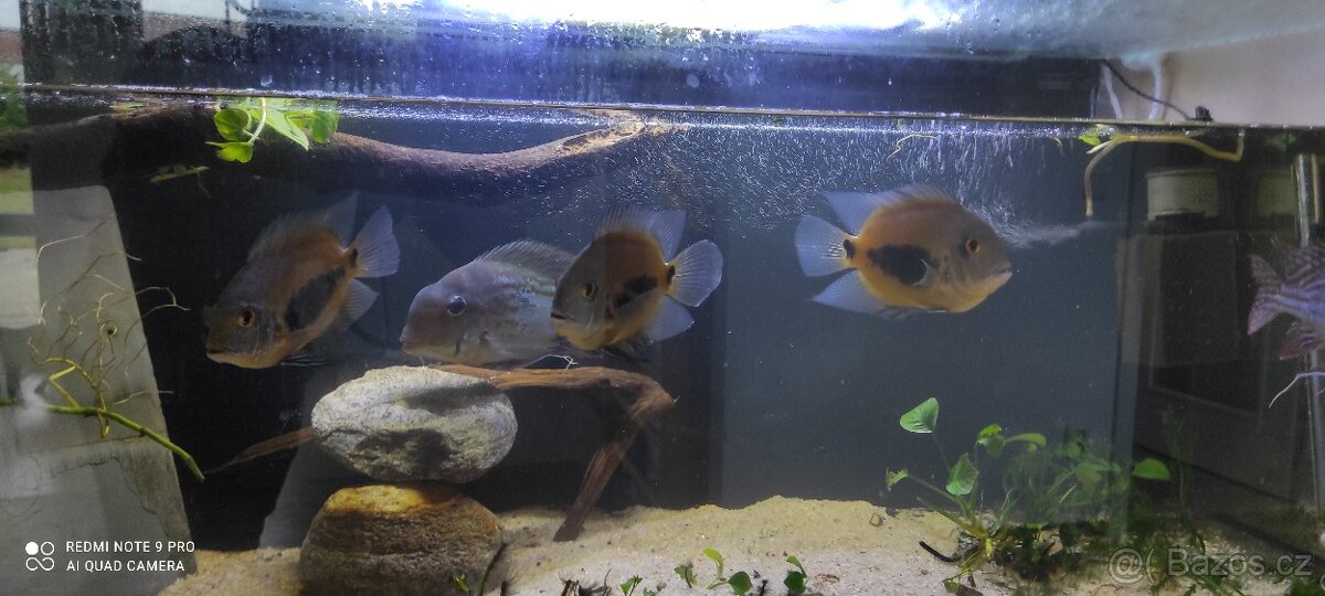 Uaru amphiacanthoides