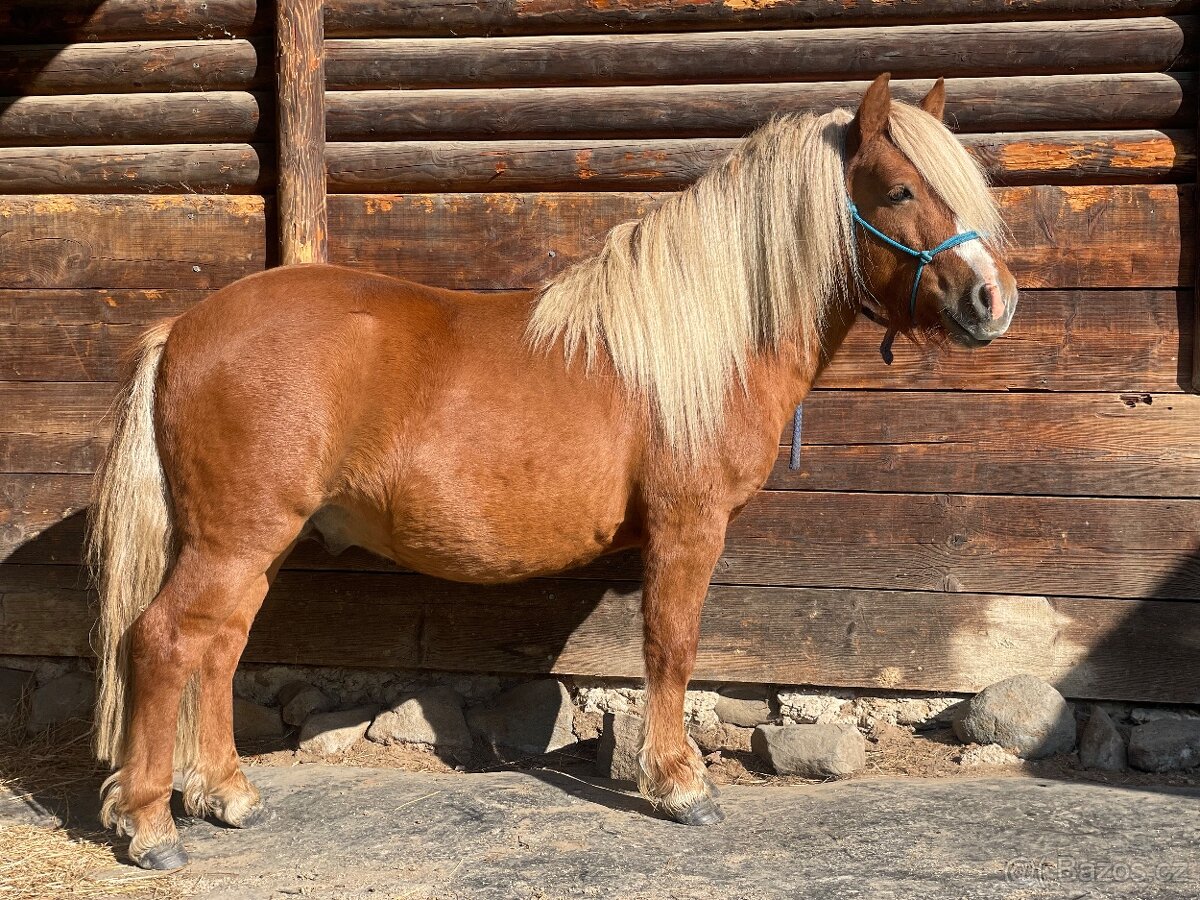 2,5 lety hřebec Shetland pony