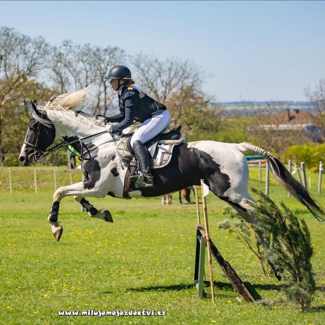 Deros Verona - hřebec