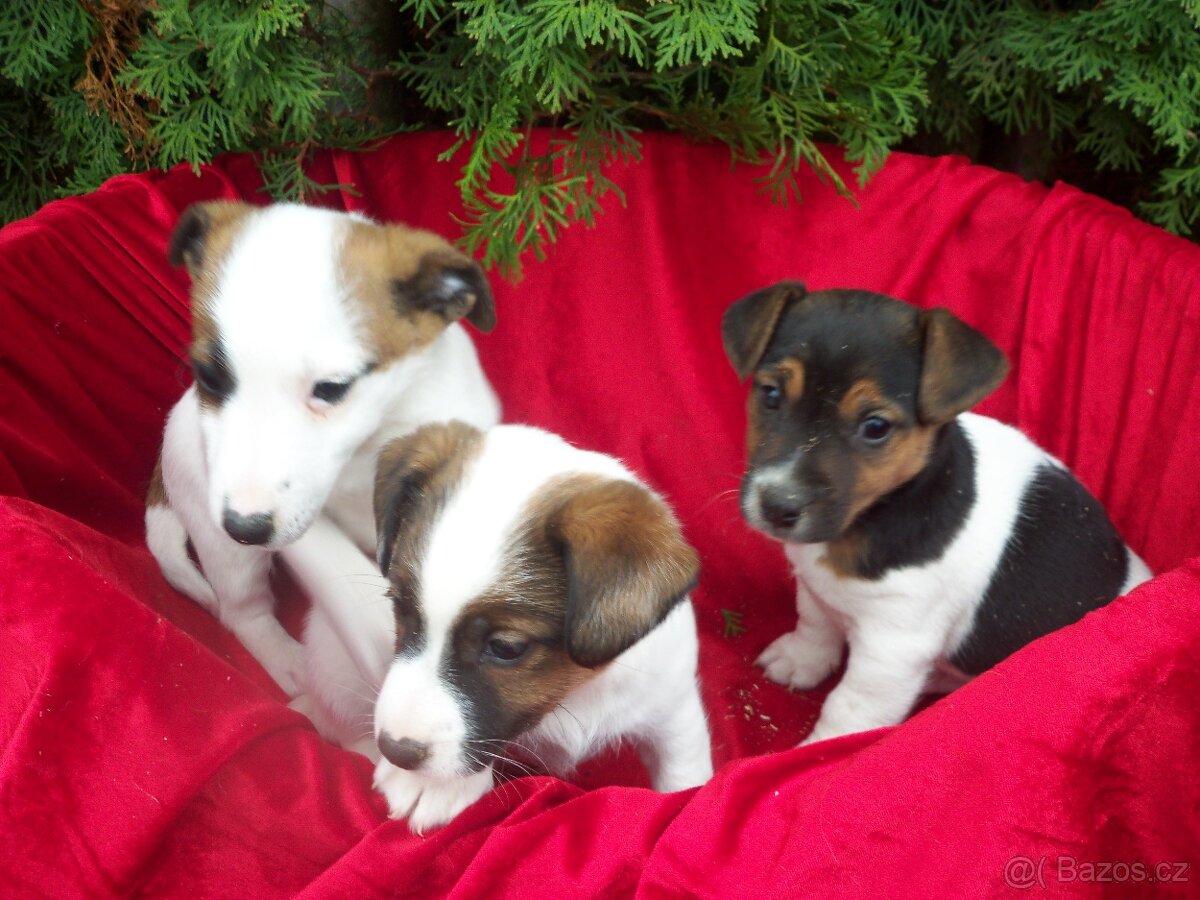 Jack Russell  teriér-hladkosrstý