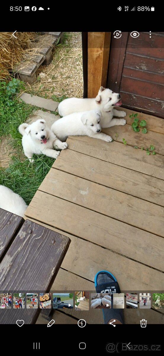 Bíly švýcarsky ovčák