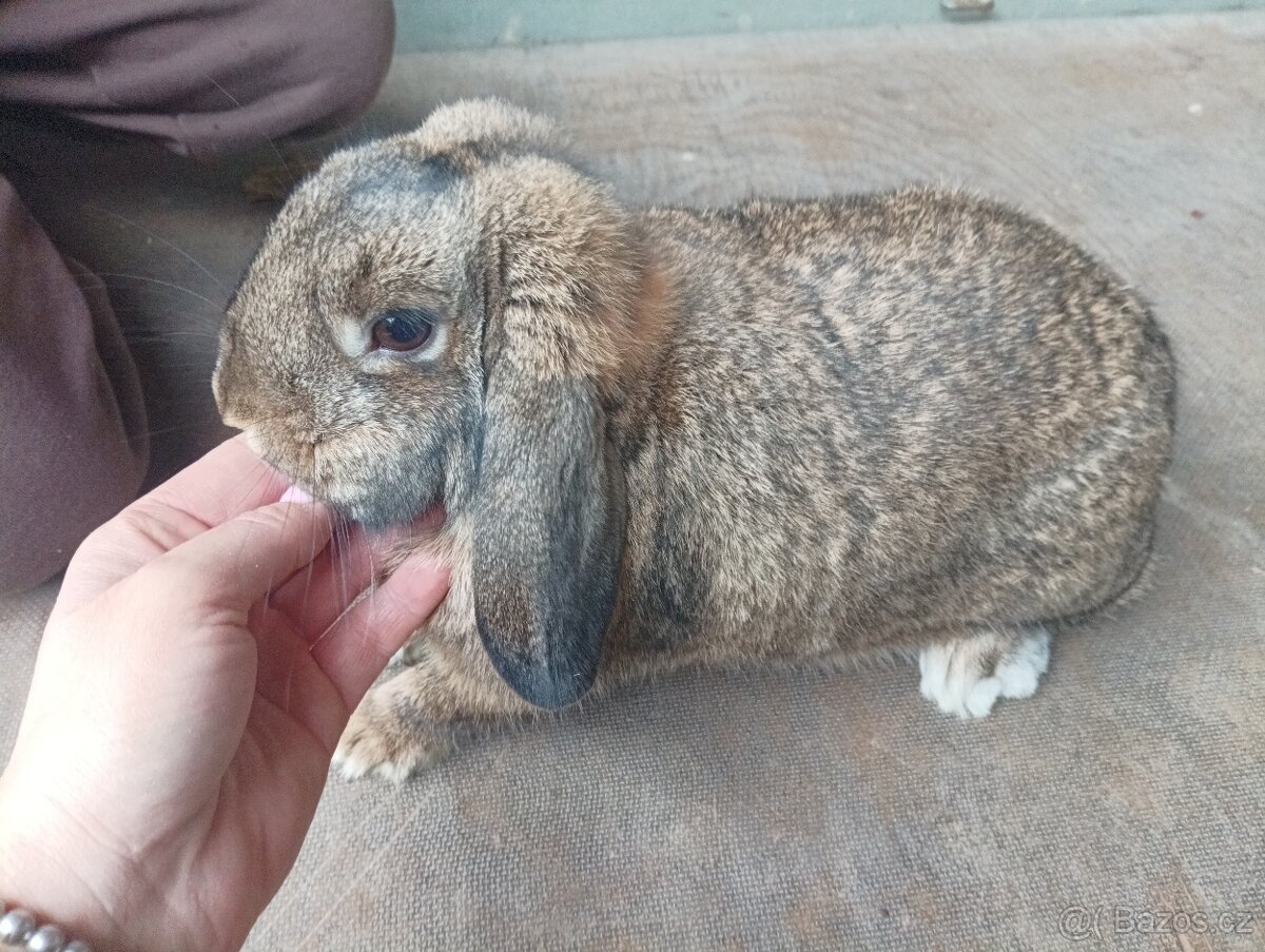 Zakrslý králík