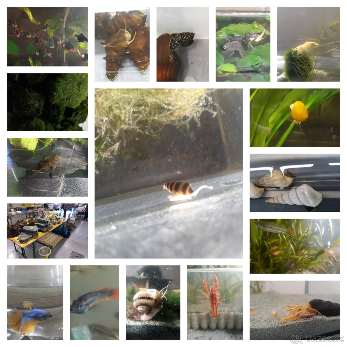 Akvarijní ryby,šneci,krevetky,rostliny