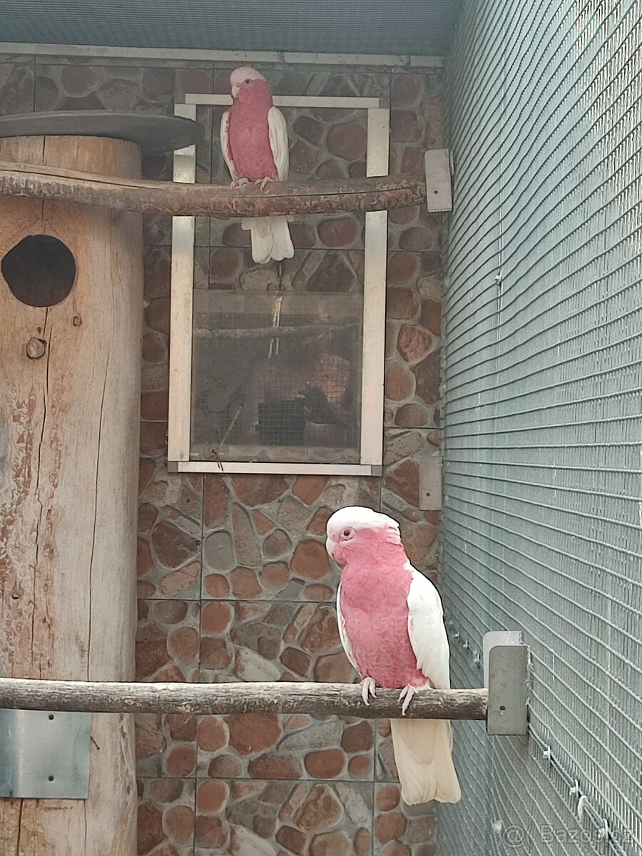 Kakadu růžový , lutino