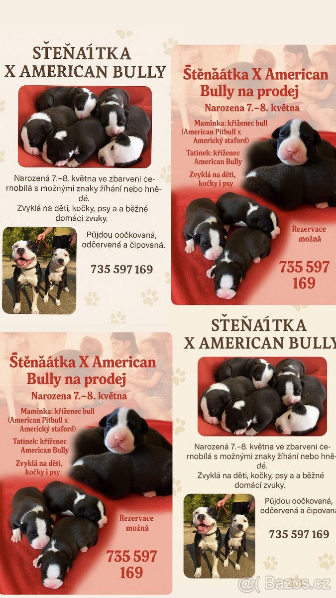 X American bully staford pitbull