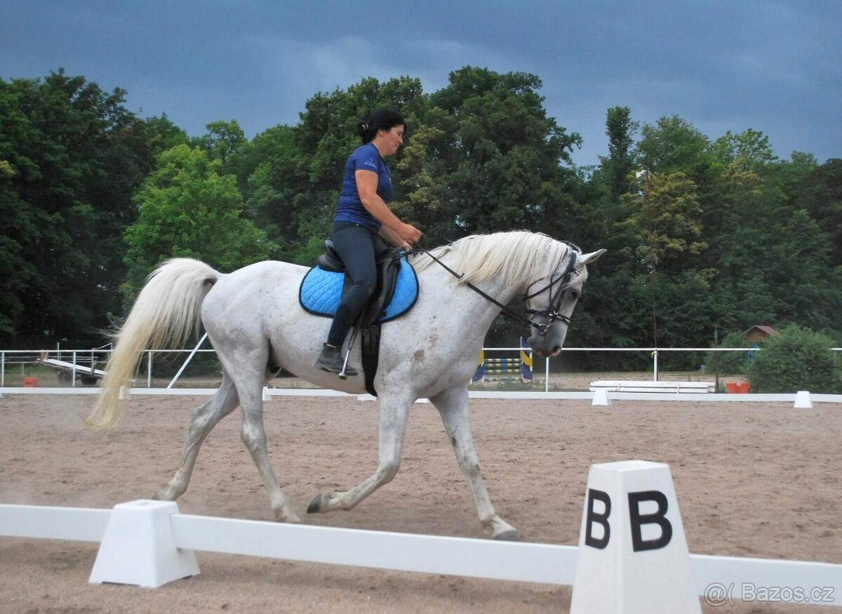 Výjimeční hřebci – na sport, rekreaci i chov