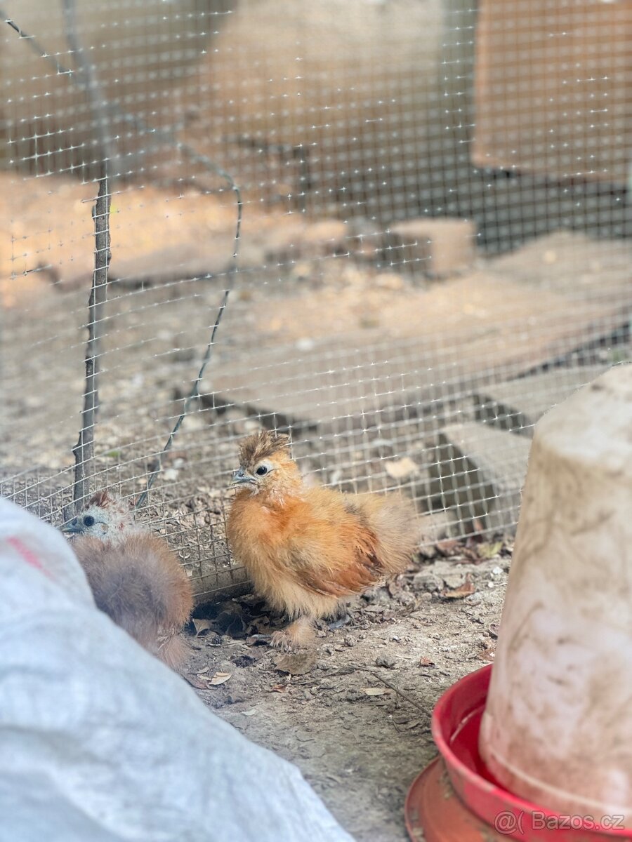 Kuřátka Silkie bantam (zdrobnělé hedvábničky)