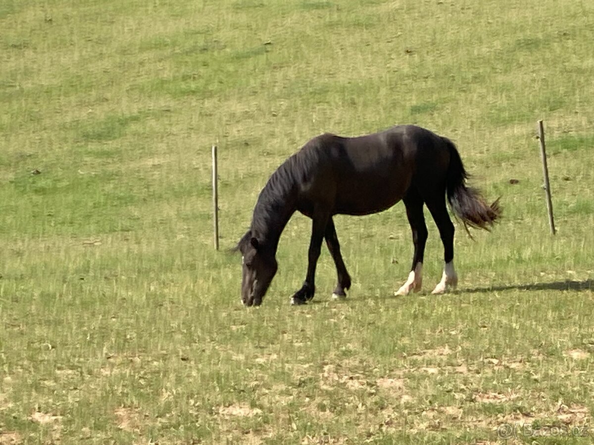 2 letá welsh pony C