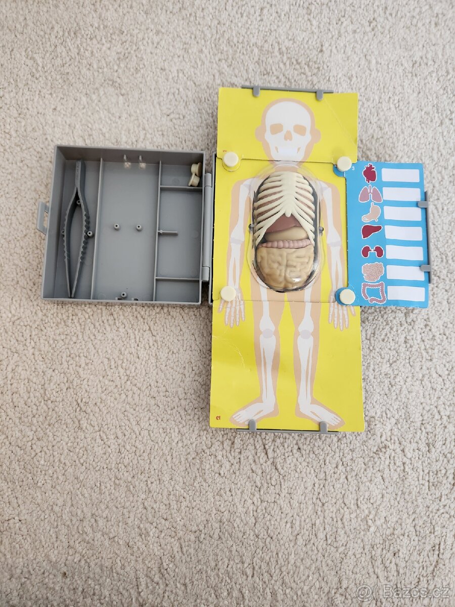 Anatomie lidského těla