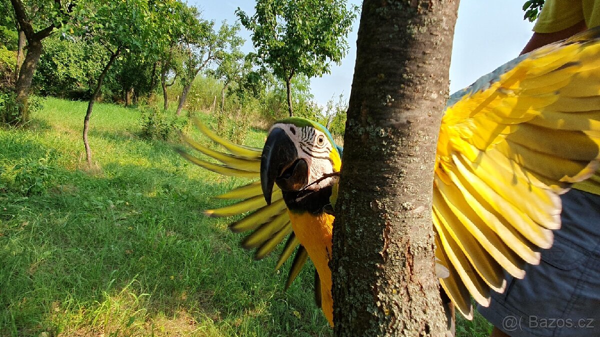 Ara Ararauna