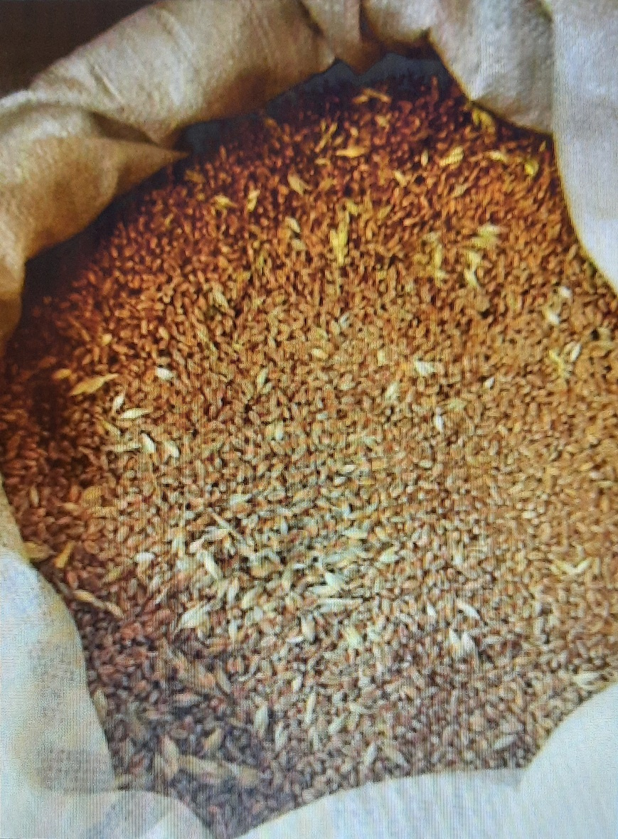 Pšenice letošní. Doprava do 10km zdarma